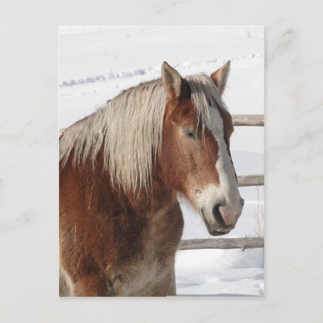 Pferd Postkarte (Vorderseite)