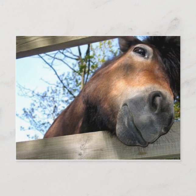 Pferd Postkarte (Vorderseite)