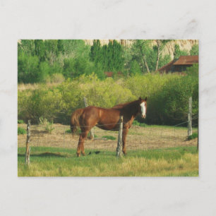Pferd Postkarte