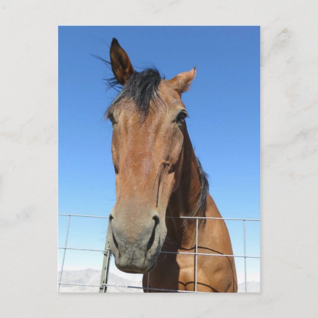 Pferd Postkarte (Vorderseite)