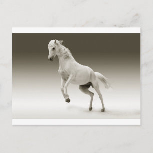 Pferd Postkarte