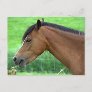 Pferd Postkarte
