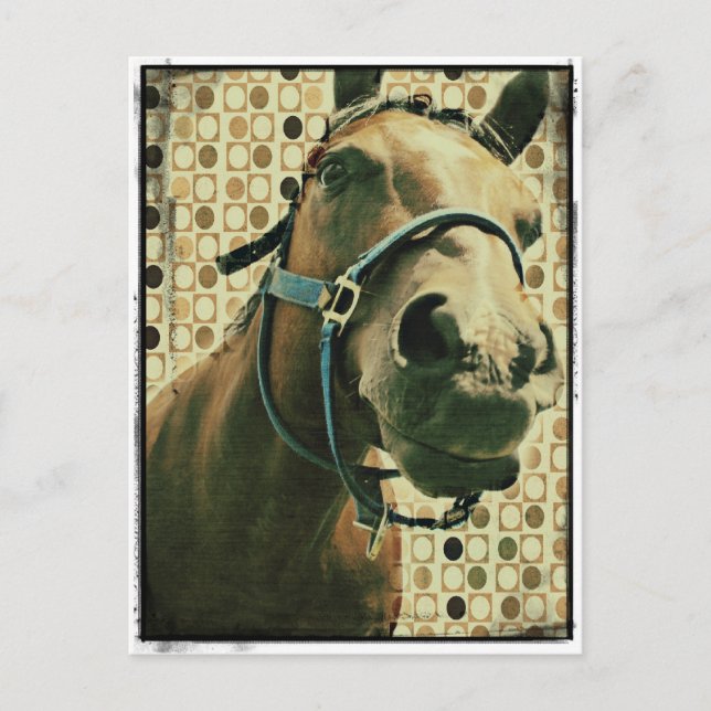 Pferd Postkarte (Vorderseite)