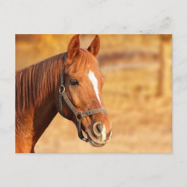 Pferd Postkarte (Vorderseite)