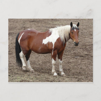 Pferd Postkarte