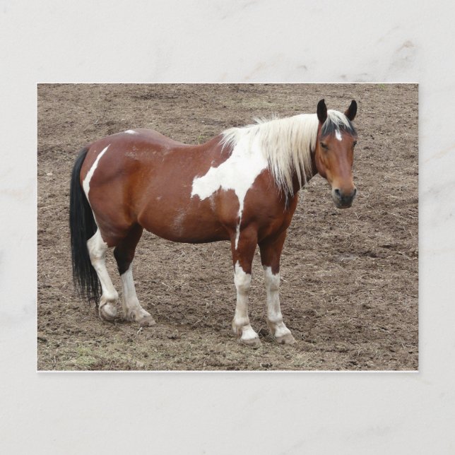 Pferd Postkarte (Vorderseite)