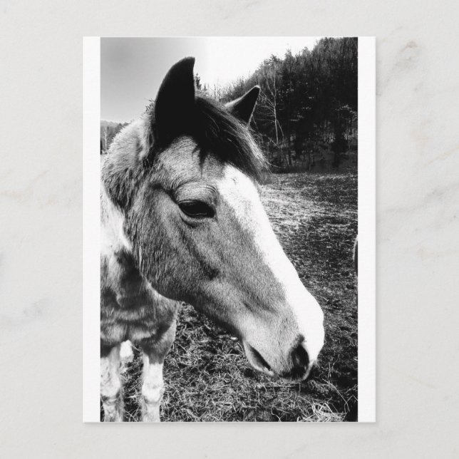 Pferd Postkarte (Vorderseite)