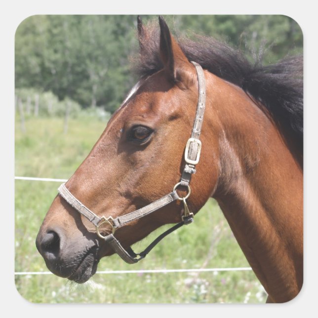 Pferd Quadratischer Aufkleber (Vorderseite)