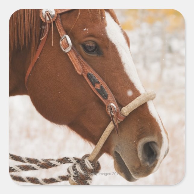 Pferd Quadratischer Aufkleber (Vorderseite)