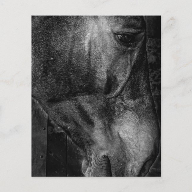 Pferd | Reittiere Leinwand Flyer (Vorne)