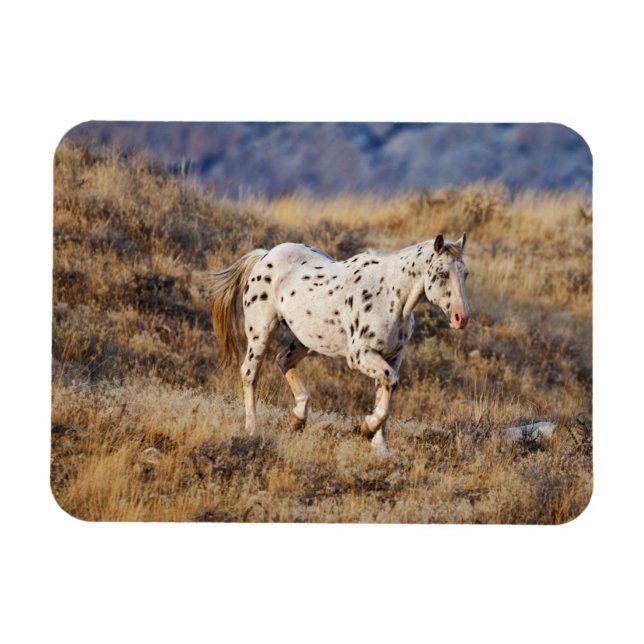 Pferd Roaming in den Landschaftlichen Hügeln des G Magnet (Horizontal)