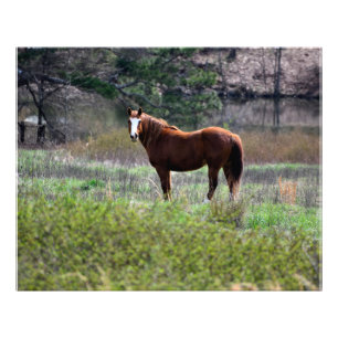 Pferd rückblickend fotodruck