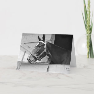 Pferd schwarz und weiß, Geburtstag Karte