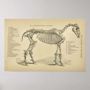 Pferd Skelett Anatomie Vintage Tierärztliche Druck Poster