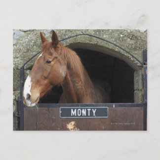 Pferd stehend aus seinem Stall schauen Postkarte