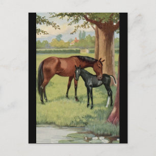 Pferd Stute Fohlen Reitsport Vintage Bild Postkarte