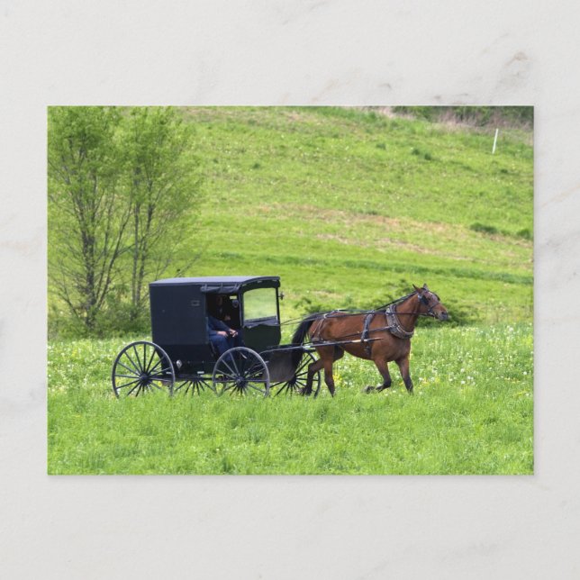 Pferd und Buggy in der Nähe von Berlin, Ohio. Postkarte (Vorderseite)