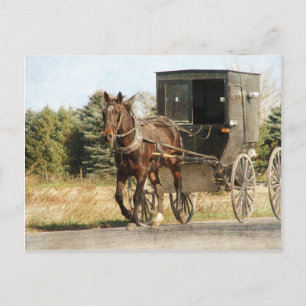 Pferd und Buggy Postkarte