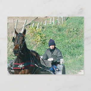 Pferd und Buggy Postkarte
