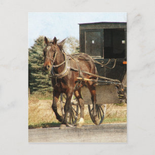 Pferd und Buggy Postkarte
