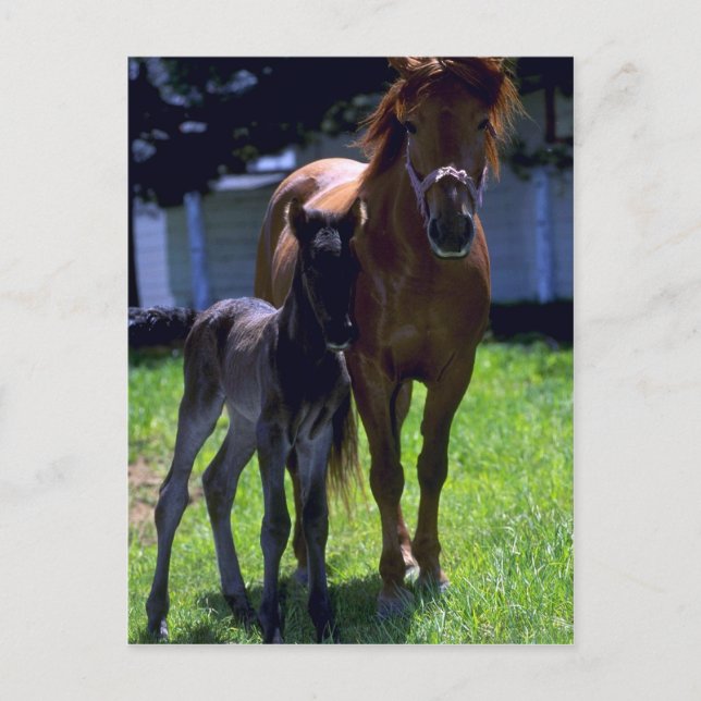Pferd und Colt Postkarte (Vorderseite)