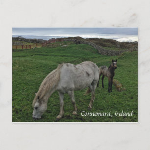 Pferd und Foal, Irland Postkarte