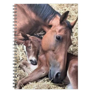 Pferd- und Foal-Spiral-Notebook Notizblock