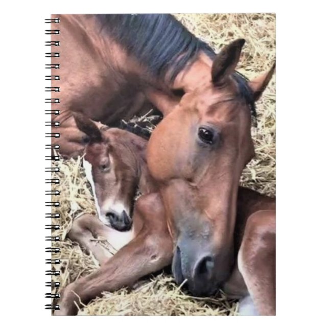 Pferd- und Foal-Spiral-Notebook Notizblock (Vorderseite)