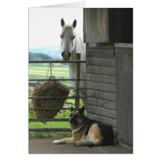 Pferd und Hund