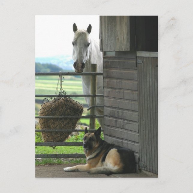 Pferd und Hund Postkarte (Vorderseite)