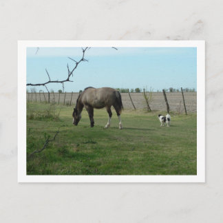 Pferd und Hund Postkarte