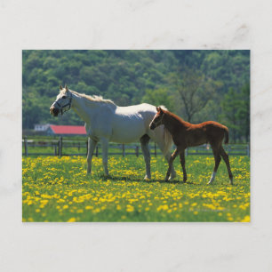 Pferd und ihr Fohlen auf einem Feld stehend Postkarte