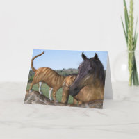 Pferd und Katze, Grußkarte "Liebe durch Neid-Purr"
