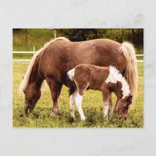Pferd und Pony Postkarte