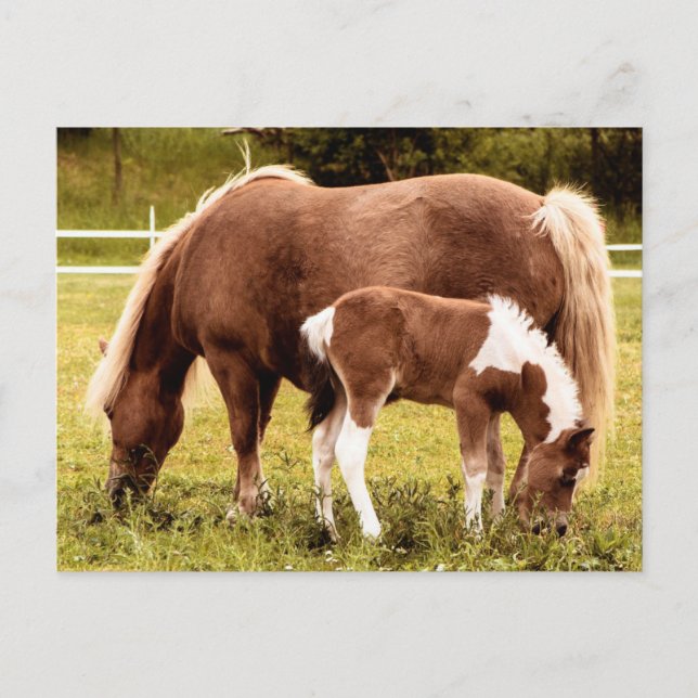 Pferd und Pony Postkarte (Vorderseite)