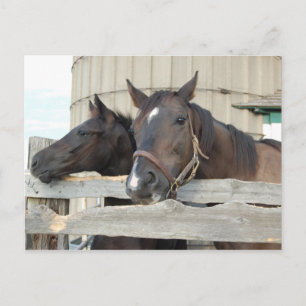 Pferd und Pony Postkarte