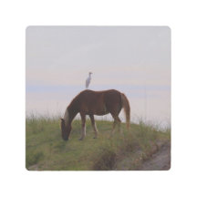 Pferd und Reiten in den Dünen