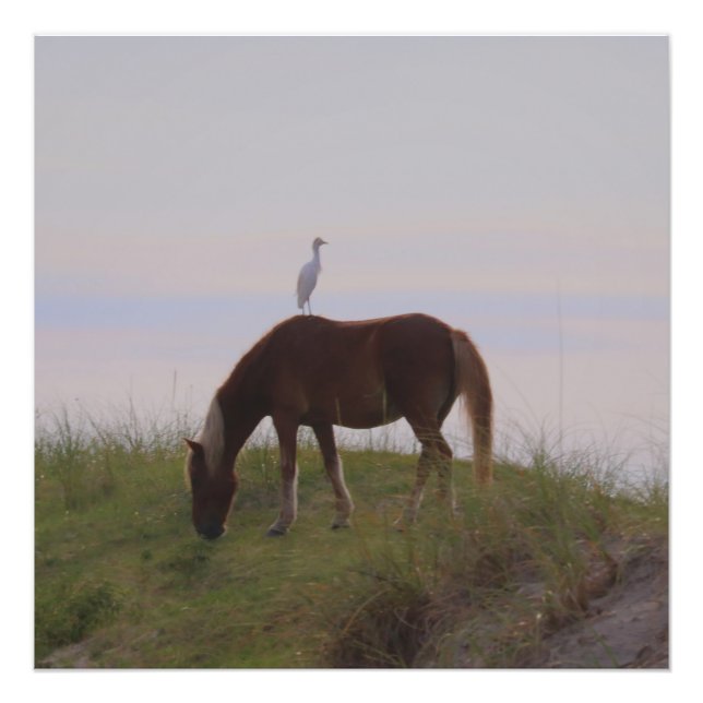 Pferd und Reiten in den Dünen Fotodruck (Vorne)