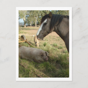 Pferd und Schweine Postkarte