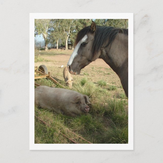 Pferd und Schweine Postkarte (Vorderseite)