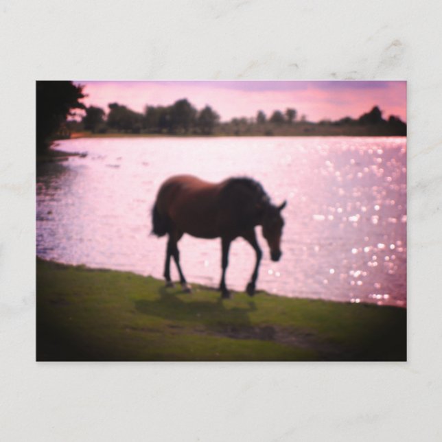 Pferd und See Postkarte (Vorderseite)