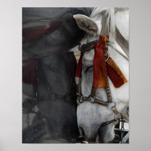 Pferd und seine Reflektion Poster