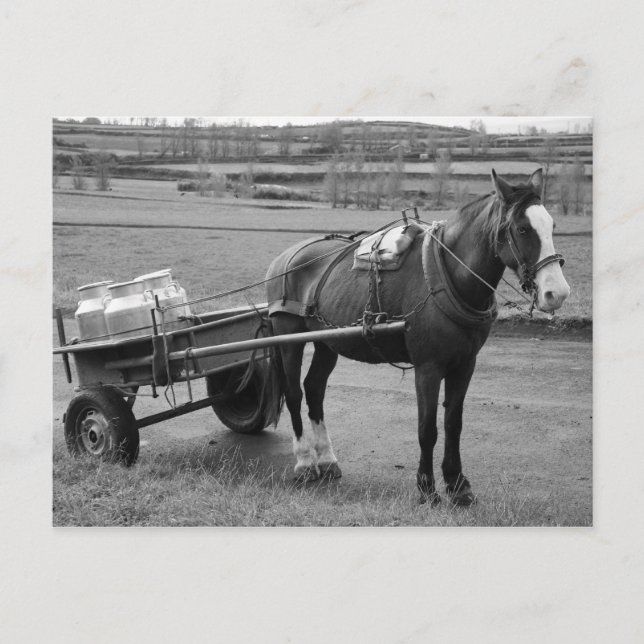 Pferd und Warenkorb Postkarte (Vorderseite)