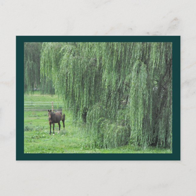 ~ Pferd und Willow ~ Postkarte (Vorderseite)
