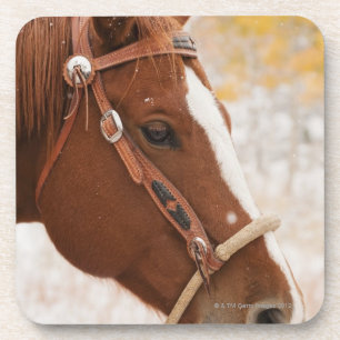 Pferd Untersetzer