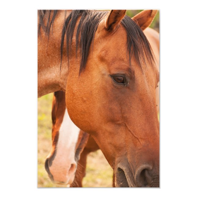 Pferd verstecken sich hinter Pferd Fotodruck (Vorne)