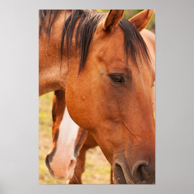 Pferd verstecken sich hinter Pferd Poster (Vorne)