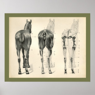 Pferd Veterinär Skelettmuskel Anatomie Druck Poster