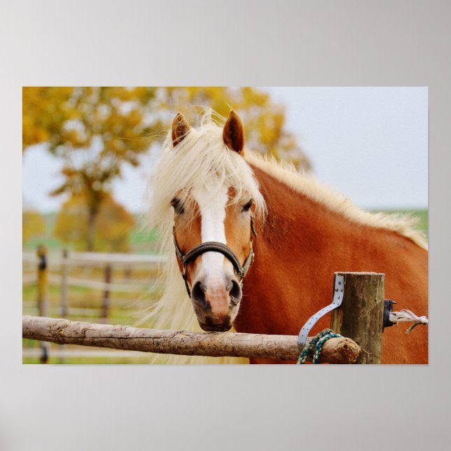 Pferd vor der Tür Poster (Vorne)