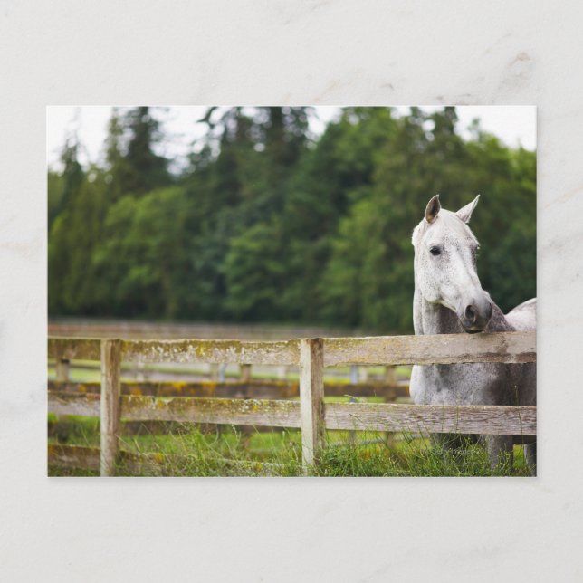 Pferd vor Ort, das über den Zaun schaut Postkarte (Vorderseite)